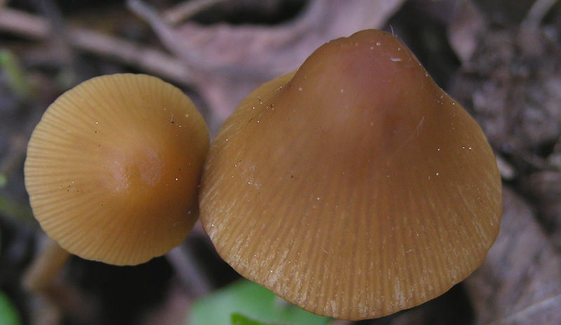 Conocybe da determinare.